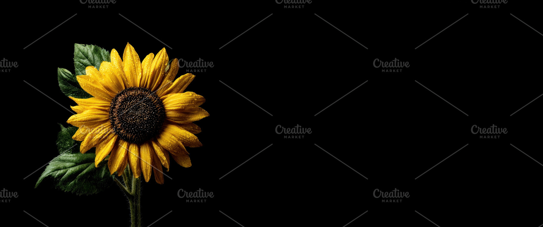 Bright sunflower with dew-covered petals and green leaves isolat, a Nature Photo by José Manuel Gelpi