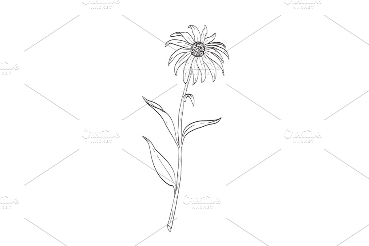 Black-Eyed Susan Plant Drawing, a Decorative Illustration by patrimonio (Photo 1 of 3)