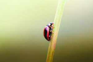 Ladybugs insect macro stock photo containing ladybugs and insect