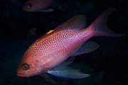Underwater picture of anthias fishes, an Animal Photo by A. Martín UW Photography (Thumbnail 2 of 3)