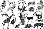Wild Animals 3, an Animal Illustration by Ecaterina Sciuchina (Thumbnail 1 of 5)
