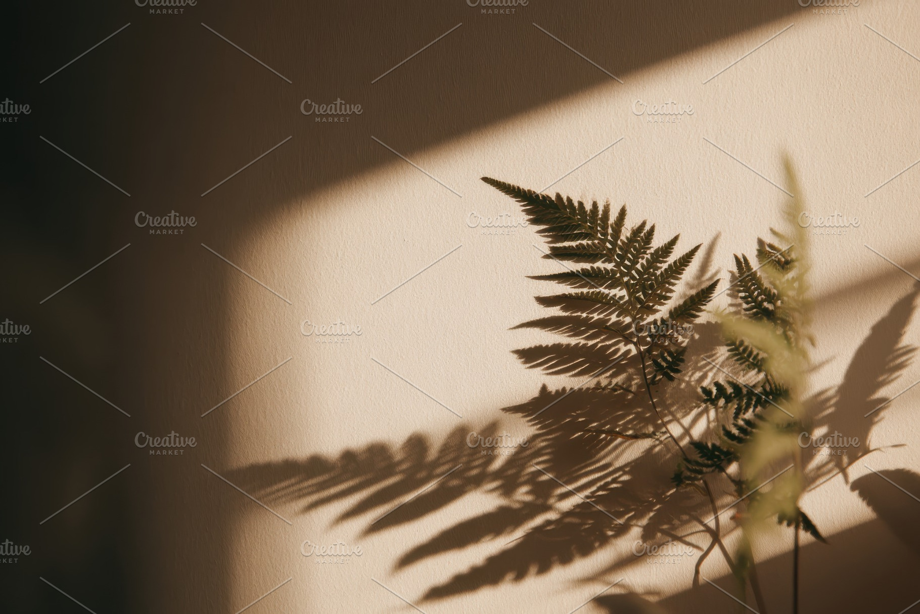 Shadow of Fern on Wall, a Nature Photo by Virgo Studio