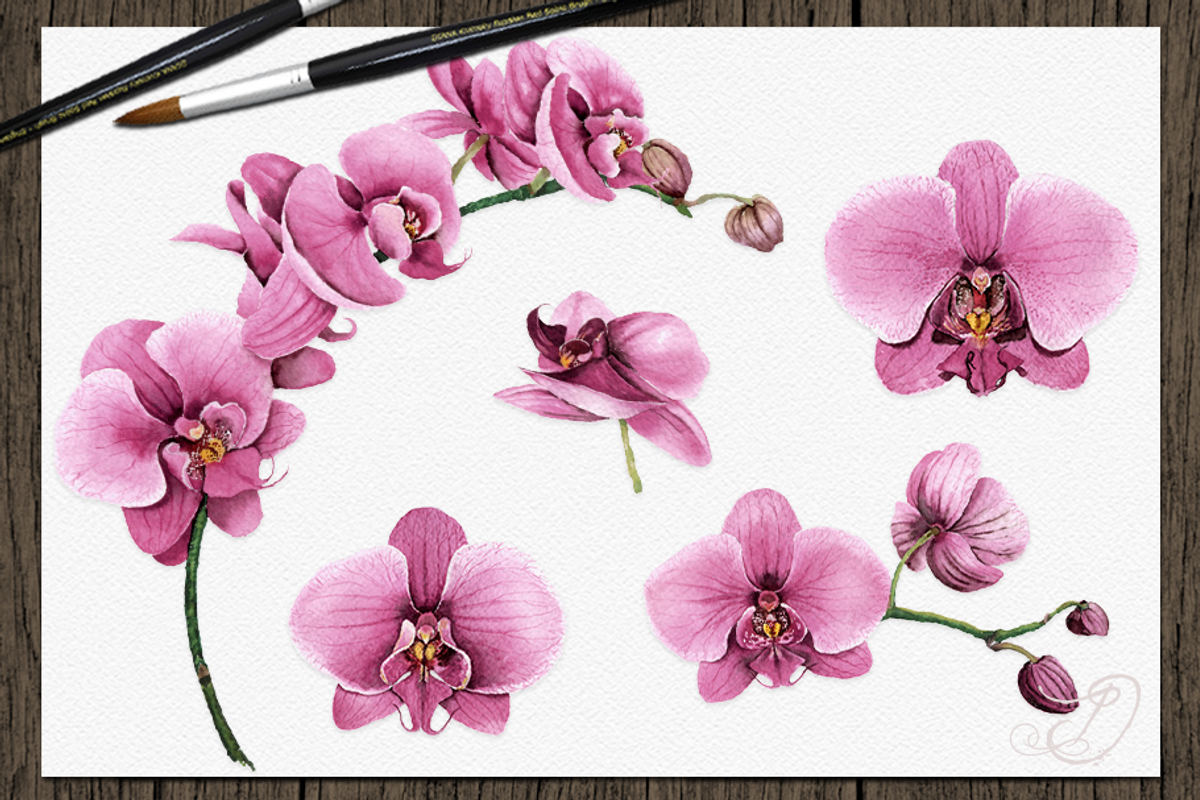 Orchid Watercolor Clip Art, a Decorative Illustration by DioFlow (Photo 4 of 5)