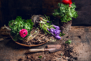 Flowers planting with old scoop