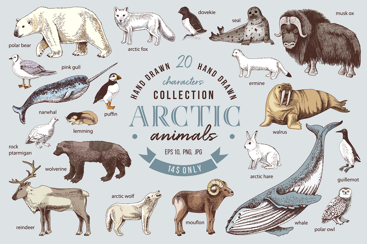 Hand drawn Arctic animals collection, an Animal Illustration by handsketched (Photo 1 of 10)