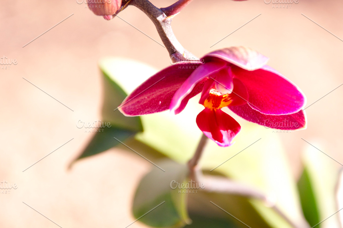 Orchid Flower Stock Bundle, a Nature Photo by r.r.palacios (Photo 4 of 11)