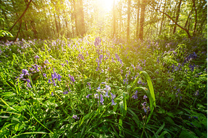 Blossoming lovely spring violet-blue, a Nature Photo by Nature and travel