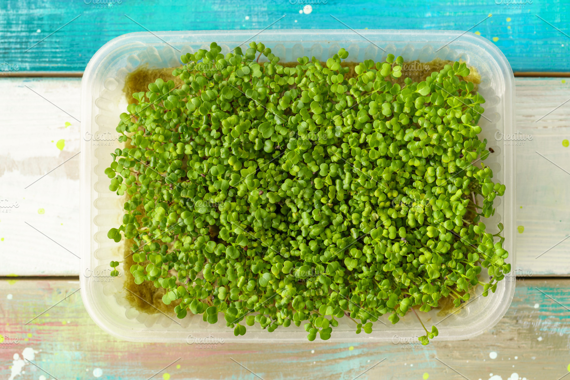 Close up of fresh green broccoli microgreen plant with many bright sprout. Heal, a Food & Drink Photo by Eugene_Photo