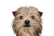 Dogs Cross Breeds 56 Animals Bundle, an Animal Illustration by Dneprstock (Thumbnail 10 of 55)