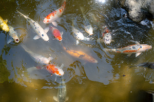 Colorful koi fish in Shukkei-en Japanese garden in Hiroshima, Ja, an Animal Photo by GoodGoods