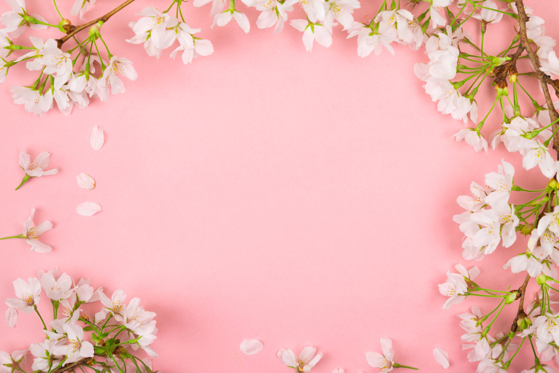 Pink springtime background with cher, an Abstract Photo by asife