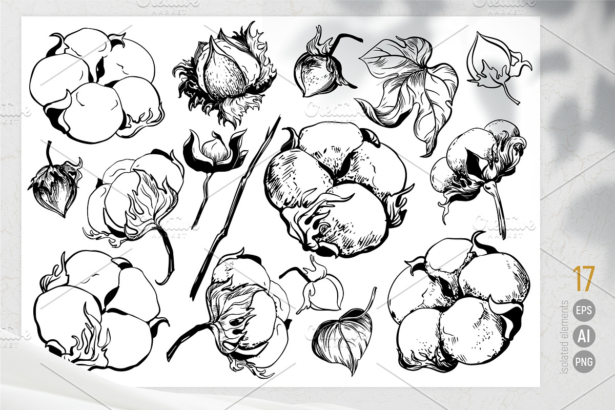 Soft Cotton. Vector engraving style., an Illustration by Tata Pilip (Photo 3 of 10)