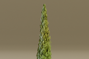 The Cypress Tree, a Plants & Tree 3D Model by FuturePastCreatives (Thumbnail 4 of 4)
