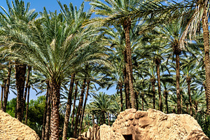 Scenic path through the AlUla Oasis in Saudi Arabia