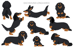 Dachshund Longhaired Clipart