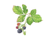 Watercolour Blackberry, an Illustration by Botanical Art Shop (Thumbnail 2 of 2)