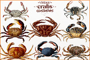 Vintage Crab illustrations, an Animal Illustration by Natalka Dmitrova art (Thumbnail 2 of 12)