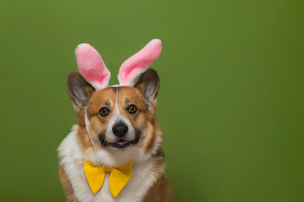 charming portrait of a  corgi, an Animal Photo by nataba