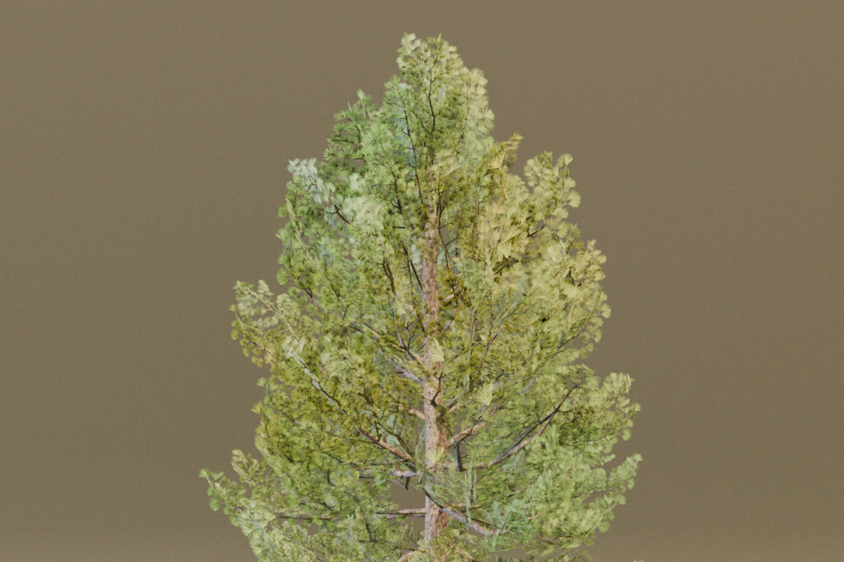 The European Pine Tree, a Plants & Tree 3D Model by FuturePastCreatives (Photo 3 of 6)