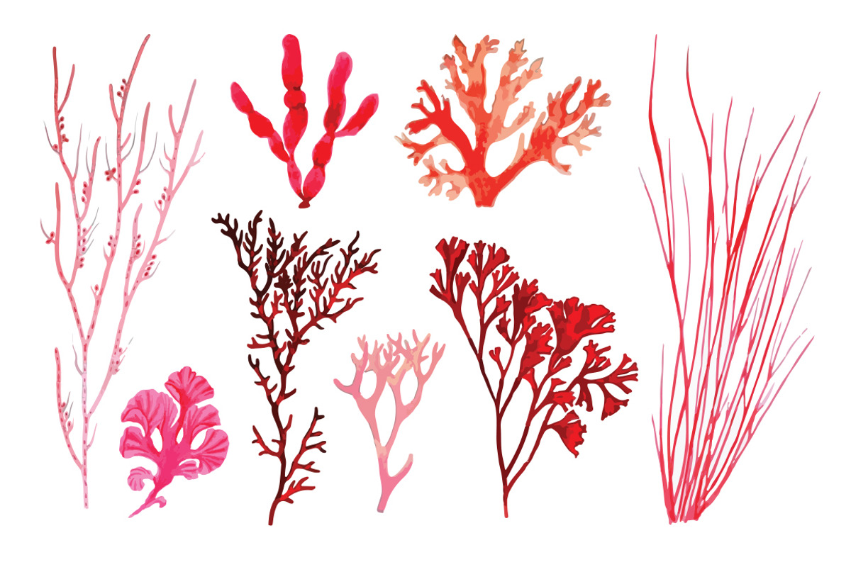 Vector Coral Illustration Pack, an Illustration by Theresa Barba