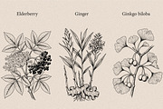 30 Medicinal Herbs & Plants, a Decorative Illustration by Gonez Studio (Thumbnail 5 of 19)