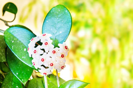 White flowers on green house plant