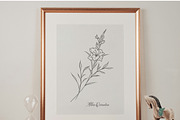 Fine Line Birth flowers Collection, an Illustration by CaraulanStore (Thumbnail 6 of 8)