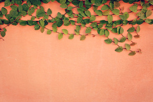 Creeping vine on pink wall