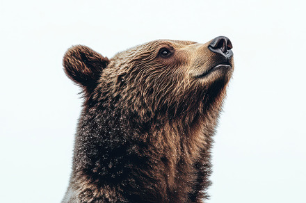 Grizzly Bear Winter Portrait Majesti, an Animal Photo by Pixeness