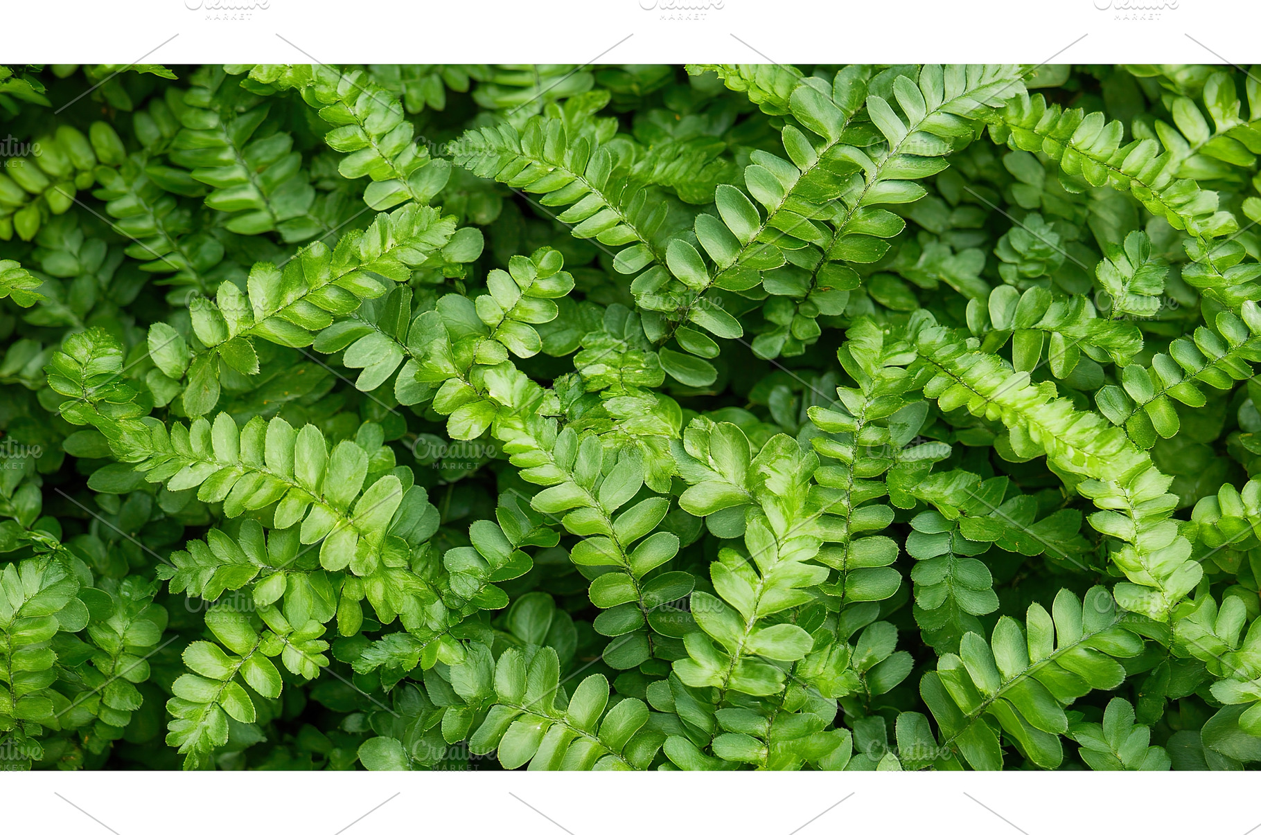 Vibrant green fern fronds forming, a Nature Photo by Lermont51