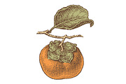 Persimmon engravings, a Food Illustration by Irina Trusova (Thumbnail 2 of 3)
