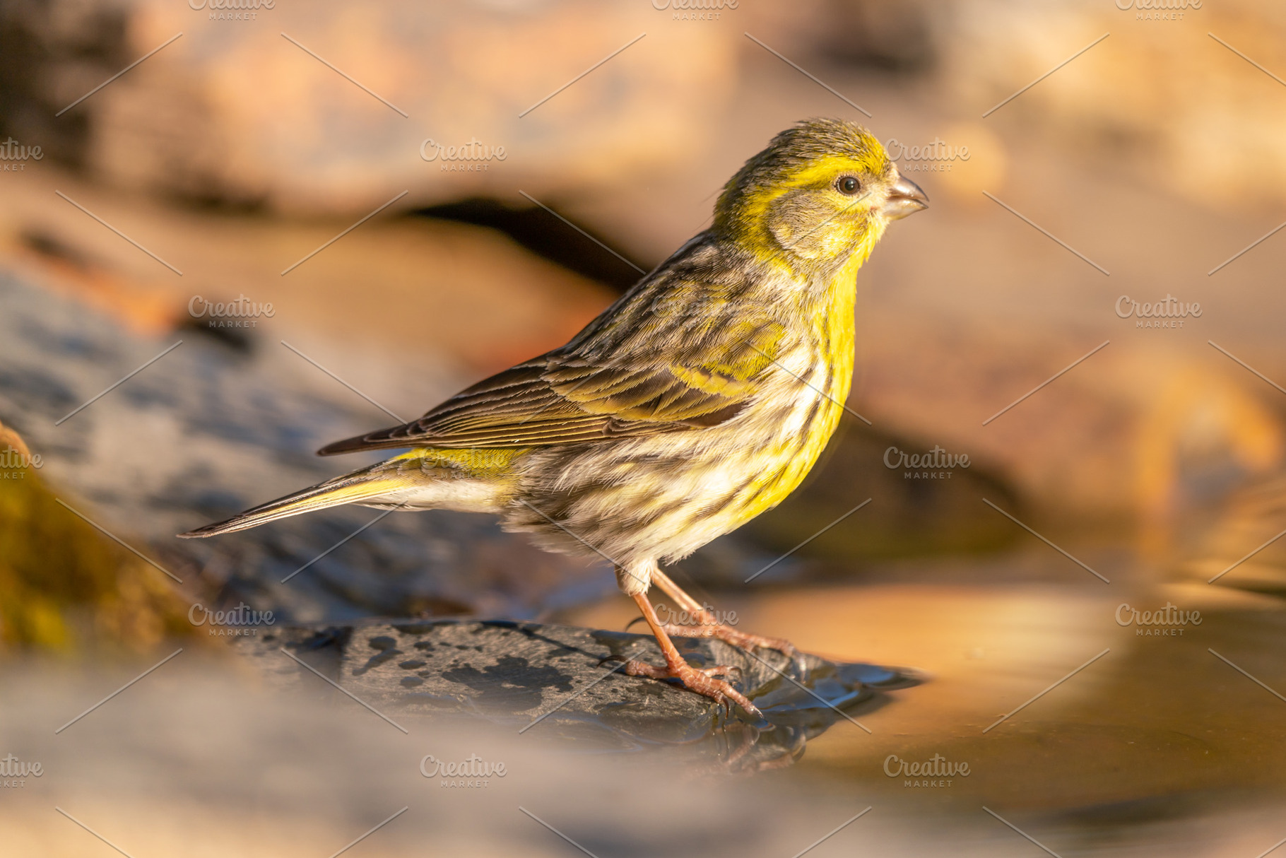 Serinus serinus, serin serin, the smallest of the finches, an Animal Photo by edufoto.es