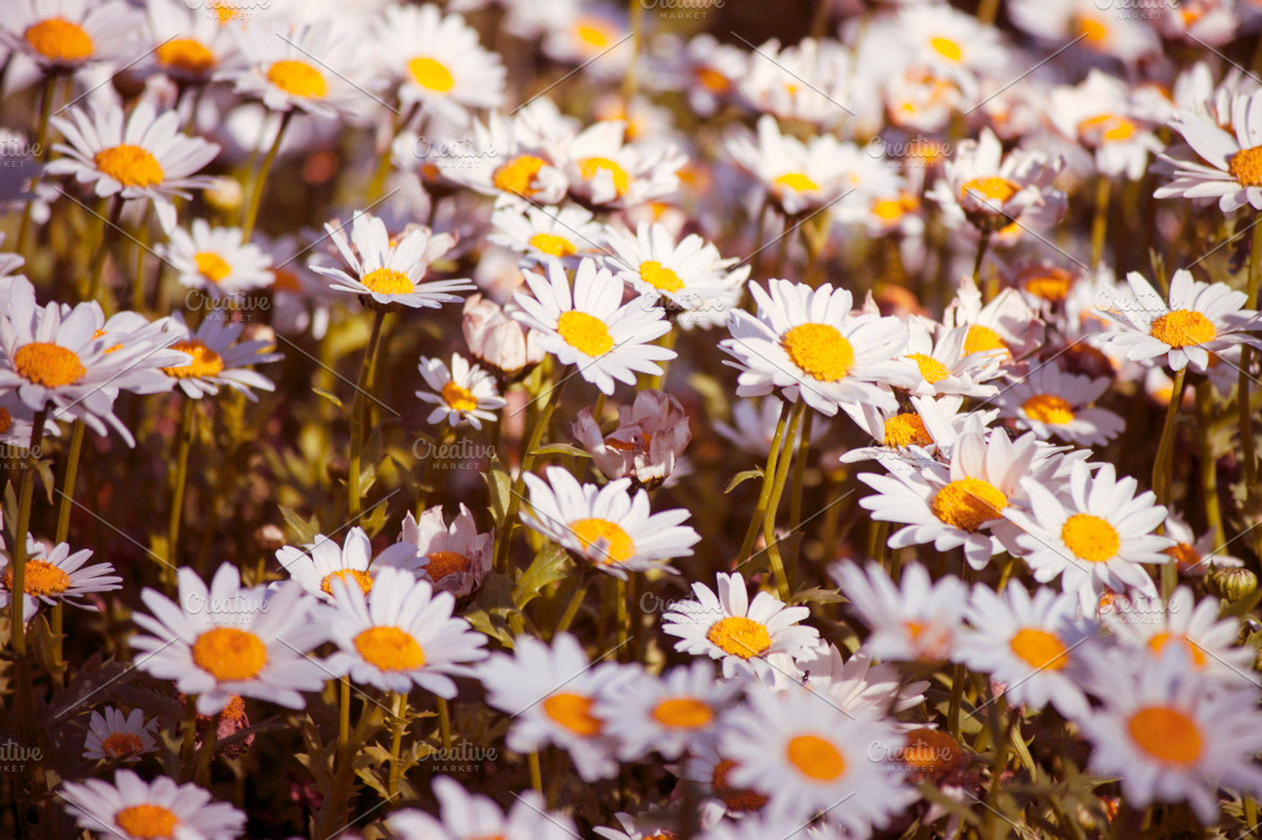 Wild white flowers stock photo containing nature and wild