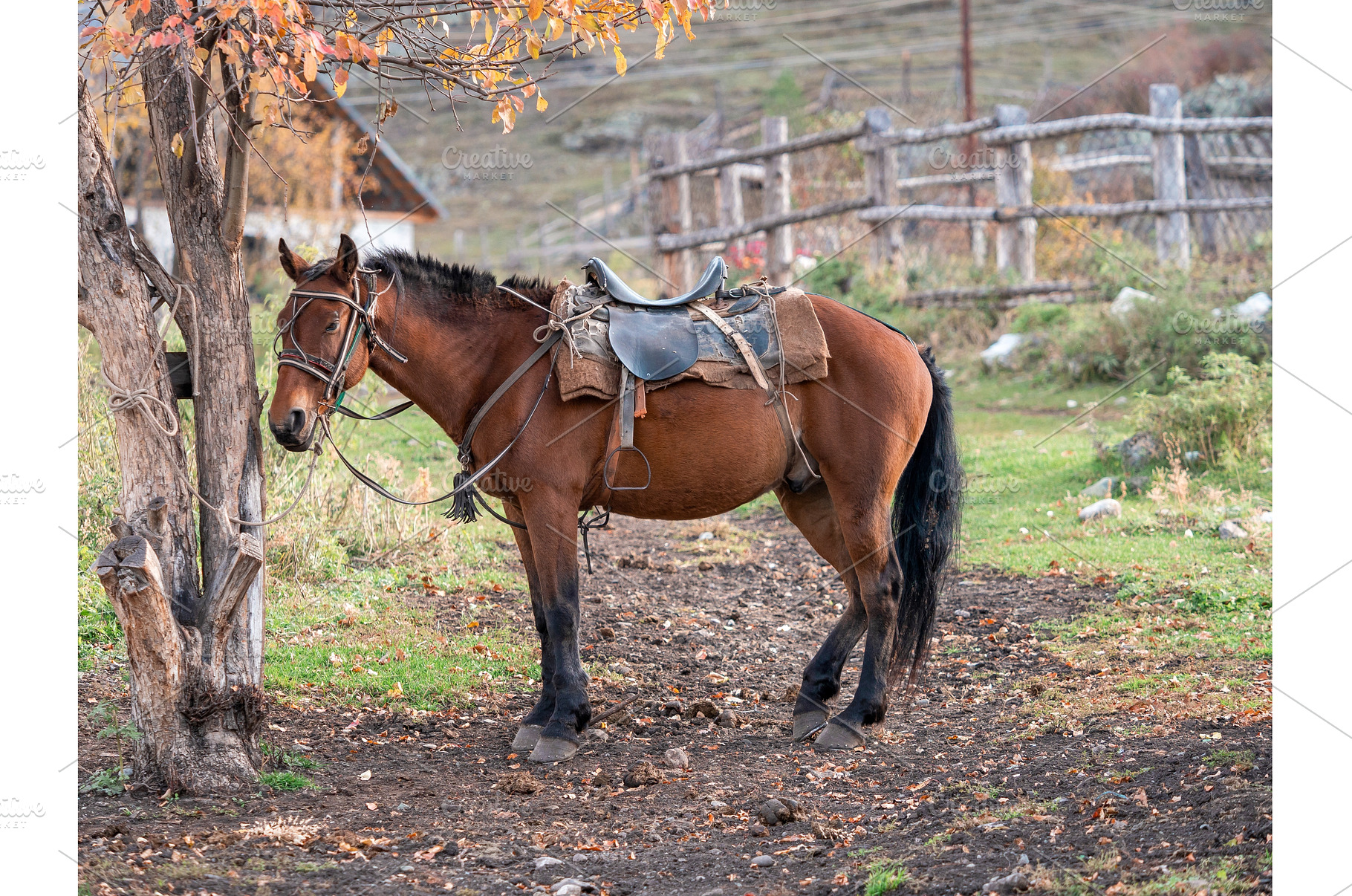 Horseback riding tourism concept, a Sports & Recreation Photo by Fascinadora