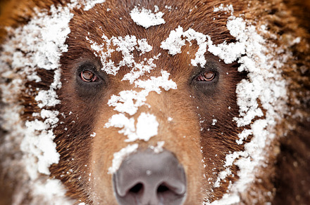 Bear containing animal, animals, and arctos, an Animal Photo by Byrdyak