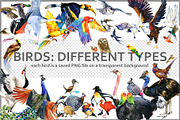 Watercolor Birds collection PNG, an Animal Illustration by FineArt (Thumbnail 1 of 7)