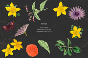 Antique flowers illustrations, an Illustration by AS Studio (Thumbnail 6 of 8)
