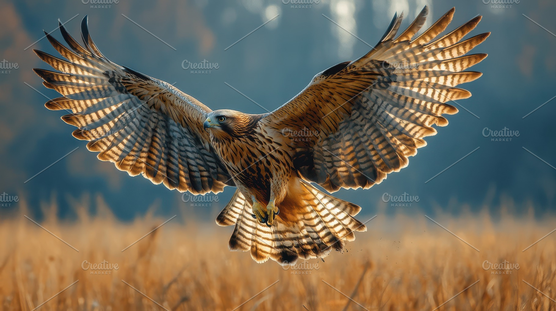 Hawk in Flight: A majestic bird soar, an Animal Photo by Pixeness Studio