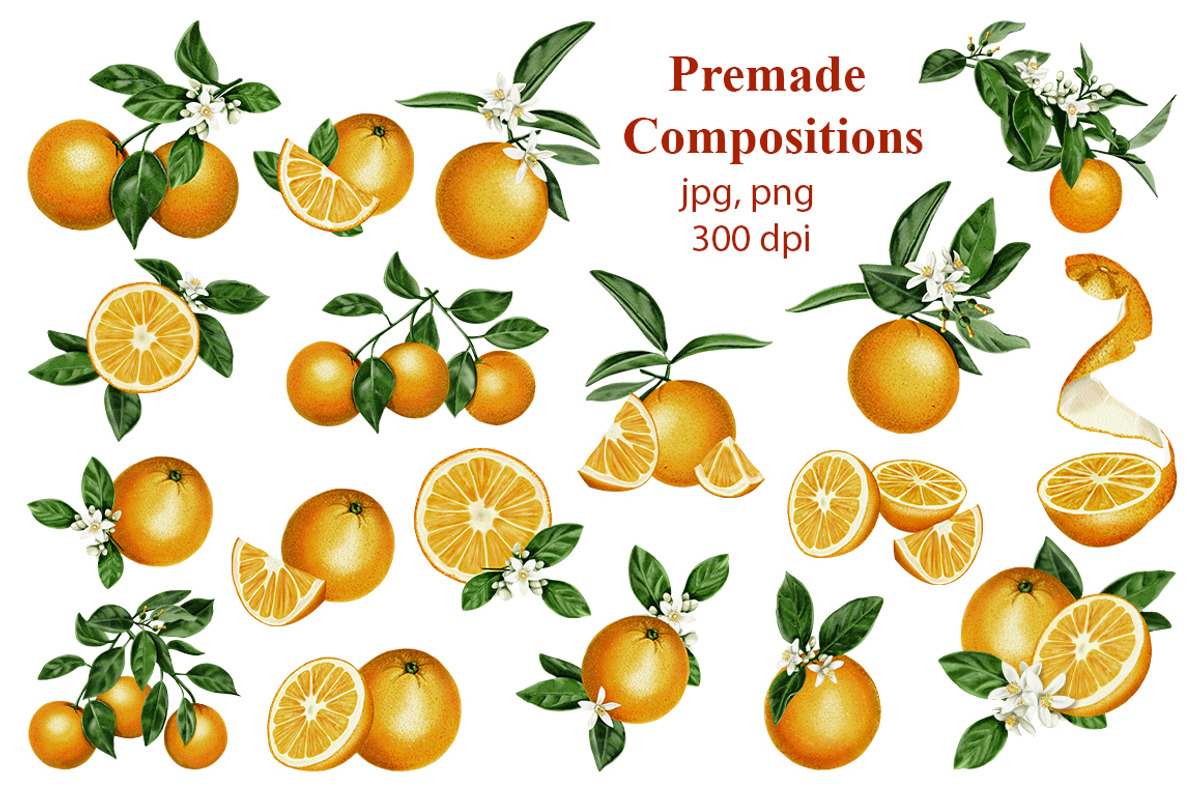 Oranges flowers and fruits clip art, a Food Illustration by Alena Sid (Photo 5 of 14)