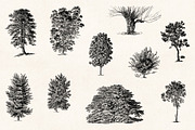 Trees - Vintage Illustrations Set, an Illustration by Graphic Goods (Thumbnail 4 of 10)