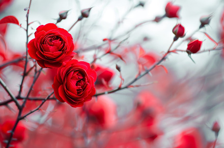 A group of vibrant red roses bloomin, a Photo by Iftikhar Alam