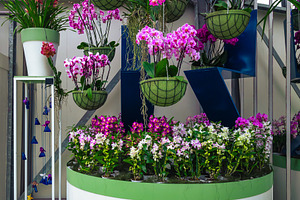 Beautiful orchid flower exposition, a Nature Photo by Alpine Dreams