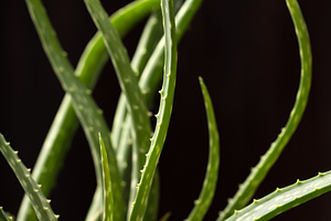 Close up of aloe vera plant containing aloe, vera, and plant
