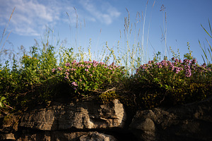 Wildflowers bloom atop a rocky hill under a clear blue sky, a Photo by AS photostudio