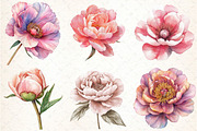 Watercolor Blush Peonies Flowers Cli, an Illustration by DreamCafeArt (Thumbnail 4 of 7)