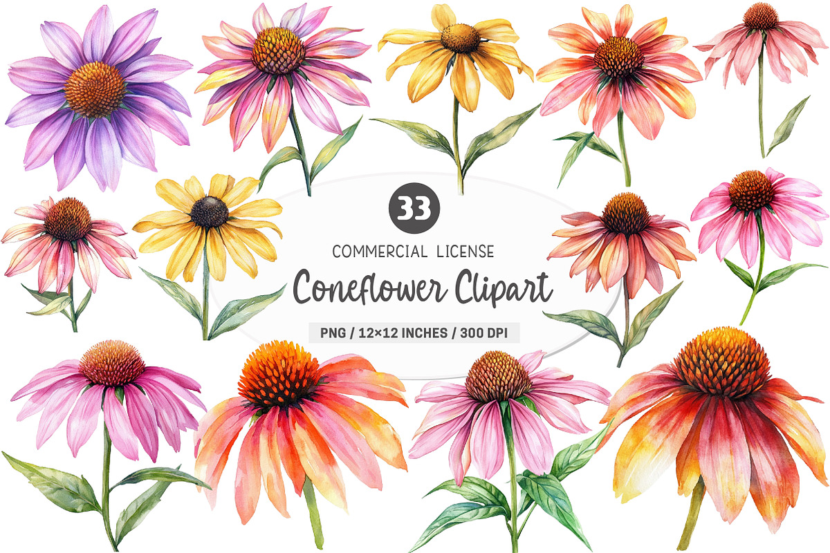 Coneflower Watercolor Clipart, an Illustration by SinaCreation (Photo 1 of 5)