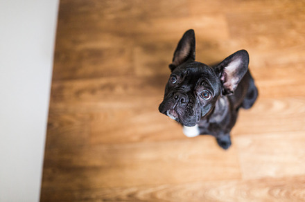 French bulldog stock photograph