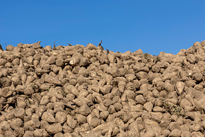 beet after harvesting for the production of white crystalline sugar, a Photo by rsoollAI