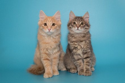 Two kittens sit side by side on a blue background