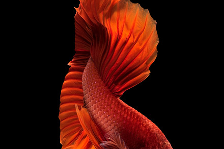 Siamese fighting fish containing abstract, action, and animal